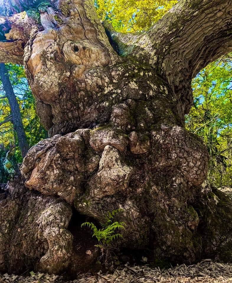 This oak, called ‘Trolleken’ (the Troll Oak) was an acorn at the time when the Magna Carta was written and Genghis Khan conquered the world 😯