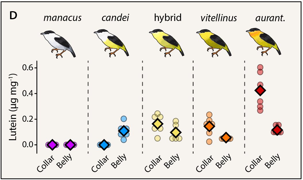 But the related orange-collared manakin is colorful, too. Did it acquire the trait independently? Or has there been gene flow with that species, too? Geoff Hill's group (@PowersPods <a href="/NickJustyn/">Nicholas Justyn, PhD</a> <a href="/Geoffrey_E_Hill/">Geoffrey Hill</a>) ID'd feather carotenoids, and all species use the same one: lutein.