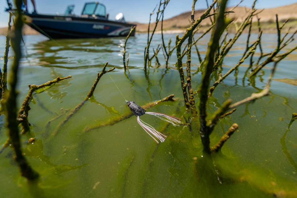 FishLabTackle's tweet image. Available in 4 colors and 3 unique sizes, the FishLab Rattle Toad topwater frog features a rattle chamber that creates extra noise and draws in huge strikes.

Check them out at your favorite retailer or online at fishlabtackle.com

#FishLab
#RattleToad
