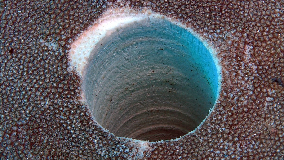 NOAA's Flower Garden Banks Natl Marine Sanctuary tweet media