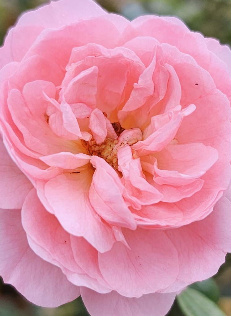 GardenOpus tweet media