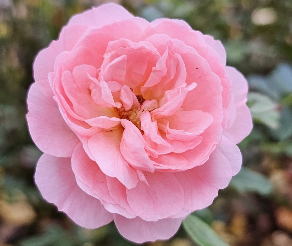 GardenOpus (@gardenopus) on Twitter photo 🌹🌱Miniature Rosa 'Apricot Drift®' (<a href="/rosesmeilland/">Meilland Richardier</a>, 2009) for #RoseWednesday. Often among last to bloom in Fall, & will surely push through tomorrow's forecast snow showers ☃️ when I hope to get additional ❄️snowy photos of the scarlet hips.❤️ A true gem & garden star! Rosaceae 🌹🌱Miniature Rosa 'Apricot Drift®' (<a href="/rosesmeilland/">Meilland Richardier</a>, 2009) for #RoseWednesday. Often among last to bloom in Fall, & will surely push through tomorrow's forecast snow showers ☃️ when I hope to get additional ❄️snowy photos of the scarlet hips.❤️ A true gem & garden star! Rosaceae