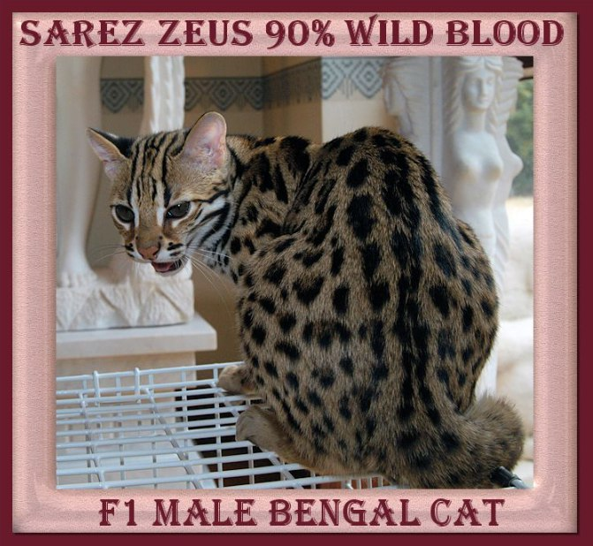 Regal real. $ZEUS gonna be the Most Expensive Cat 🐈Coin 🪙 in the world.