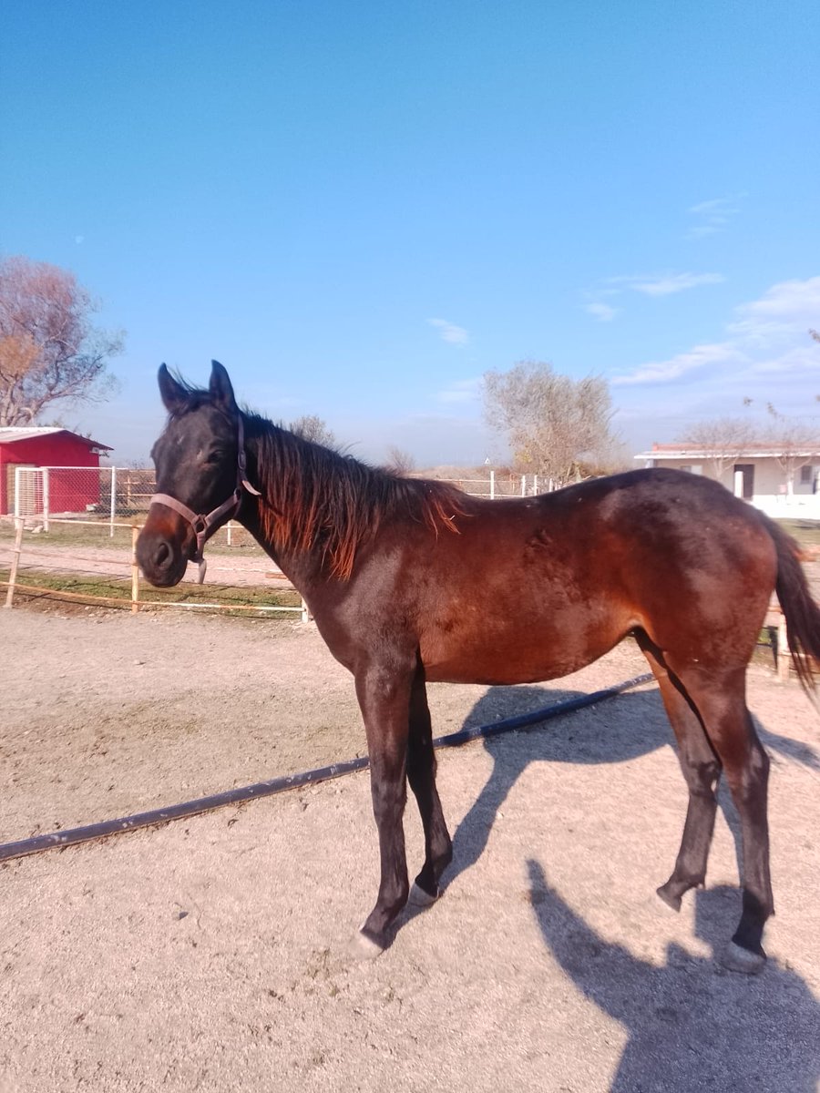 Süper saver/ Börte dişi sahaya gelecek 0532 2132666 Necati Bozkurt ..