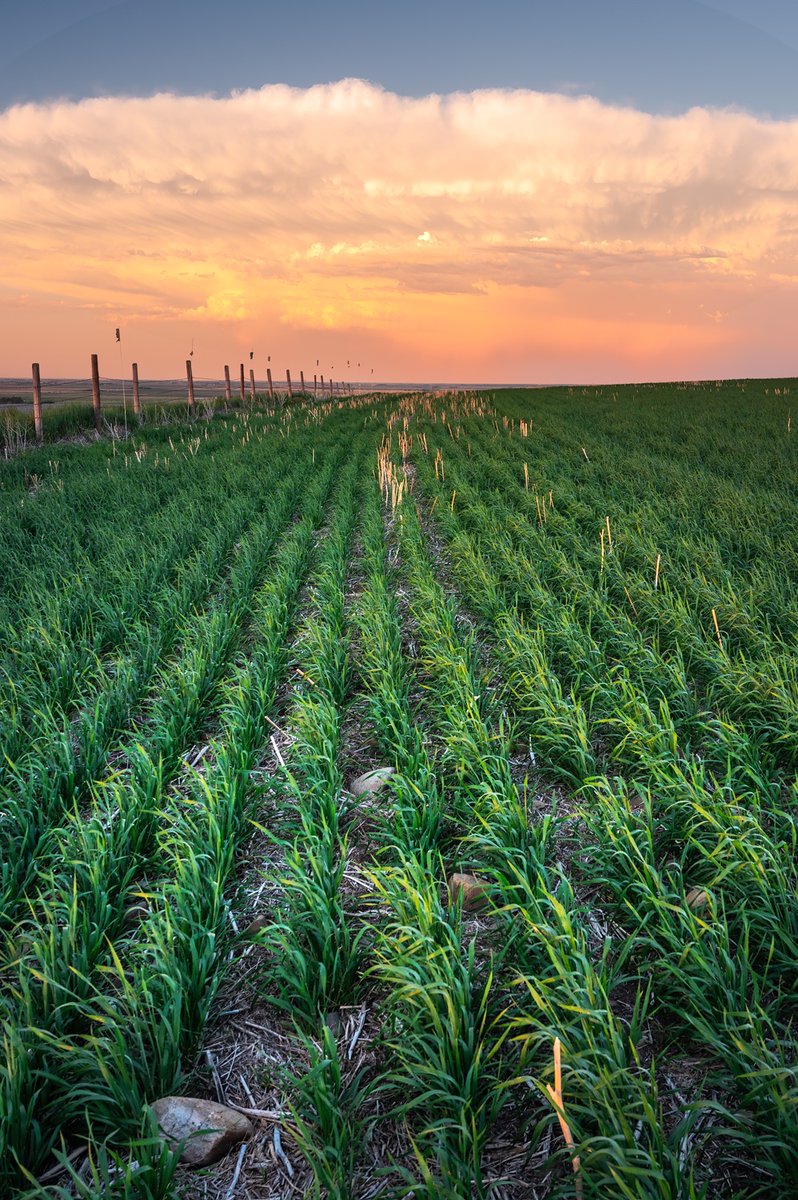 Thank you <a href="/AlbertaBlueBook/">AlbertaBlueBook</a>  for using my image for the cover of the Blue Book.  It was taken in southern Albertaon <a href="/senatrstanford/">Gary Stanford</a> farm,  The Blue Book is available to order right now at Albertabluebook.com.   <a href="/AlbertaGrains/">Alberta Grains</a> , <a href="/AlbertaCanola/">Alberta Canola</a> , <a href="/AlbertaPulse/">AB Pulse Growers</a>