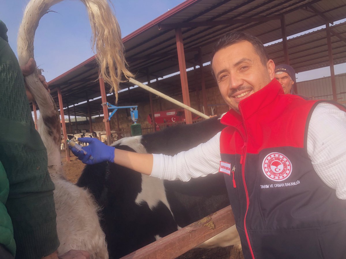 Veteriner hekimlik zor olanı kolay gösteren bir meslektir. Boğadan kan alımı