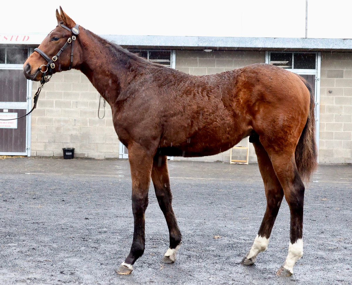 Darley in Europe (@darleyeurope) on Twitter photo 🇮🇪 Two big lots in quick succession for #NightOfThunder ⚡
Lot 687 - €290,000 – a colt from the family of G2 winner and G1-placed Terebellum consigned by <a href="/mariannklay/">Swordlestown Little</a> and bought by <a href="/longviewstud/">Longview Stud</a>
Lot 691 - €340,000 – a colt from the family of G1 St Leger winner Millenary 🇮🇪 Two big lots in quick succession for #NightOfThunder ⚡
Lot 687 - €290,000 – a colt from the family of G2 winner and G1-placed Terebellum consigned by <a href="/mariannklay/">Swordlestown Little</a> and bought by <a href="/longviewstud/">Longview Stud</a>
Lot 691 - €340,000 – a colt from the family of G1 St Leger winner Millenary