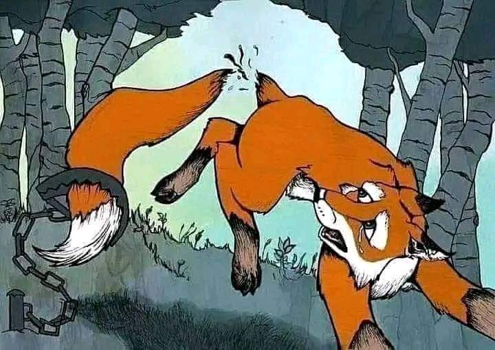 yigenga's tweet photo. Un renard s’est pris la queue dans un piège, et pour s’en sortir, il a dû la couper. Un autre renard le vit et lui demanda : « Pourquoi as-tu coupé ta queue ? »
Le premier répondit : « Je me sens léger comme un oiseau, quel plaisir ! »
Le second, intrigué, se coupa aussi la queue, mais il ressentit une douleur atroce et aucune joie. Alors, il demanda : « Pourquoi m’as-tu menti ? »
Le premier répondit : « Si tu dis la vérité aux autres renards, ils ne couperont pas leurs queues, et ils se moqueront de nous. »
Ils racontèrent alors à tous les renards combien c’était plaisant de ne plus avoir de queue, jusqu’à ce que la majorité d’entre eux soient sans queue. Par la suite, chaque fois qu’ils voyaient un renard avec une queue, ils se moquaient de lui...

Quand la corruption se répand, les gens se moquent des vertueux pour leur droiture, et les insensés en font des objets de dérision.