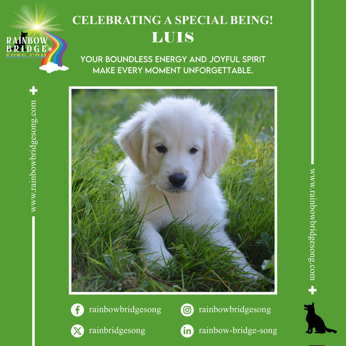 RainBridgeSong's tweet photo. Your boundless energy and joyful spirit make every moment unforgettable.

#RBS #RainbowBridgeSong #RainbowBridge #CelebratingASpecialBeing #PetsLove #DogsAreFamily #Animals #Nature #Animal #Cute #Photography #Pet #Dog #NaturePhotography #HappyDogLife #PawsOfHappiness https://t.co/DvFnyh2Ief