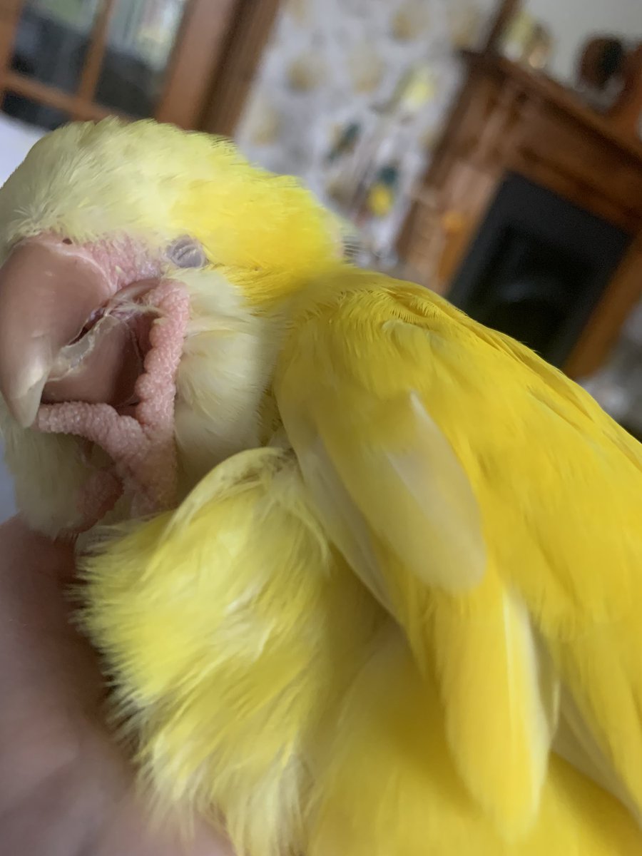 Daisy says…time for a nap 😴💤💛