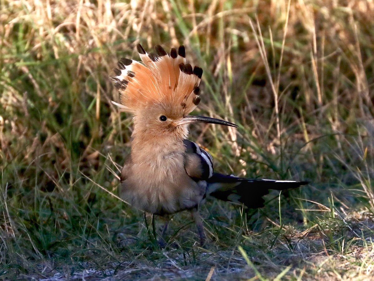 Tim Oakes tweet media