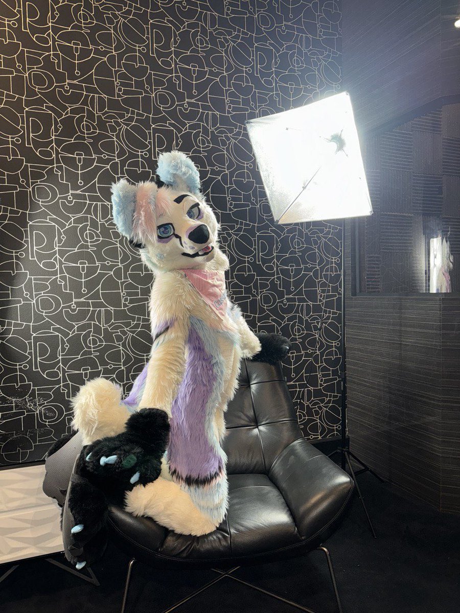 Cassanowova's tweet image. Lights! Camera! Doggy! 🐕✨