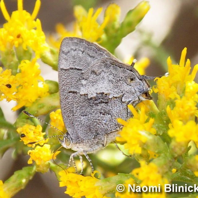 Butterfly of month - Leda Ministreak. Wing Span: 3/4 - 7/8 inch (1.9 - 2.2 cm). Listed at BCHP 11/2023 by John Dicus. Upper side of forewing brown with pale blue at the base; hindwing mostly pale blue. Pic Naomi-blinick   More at buff.ly/3XPZaIX