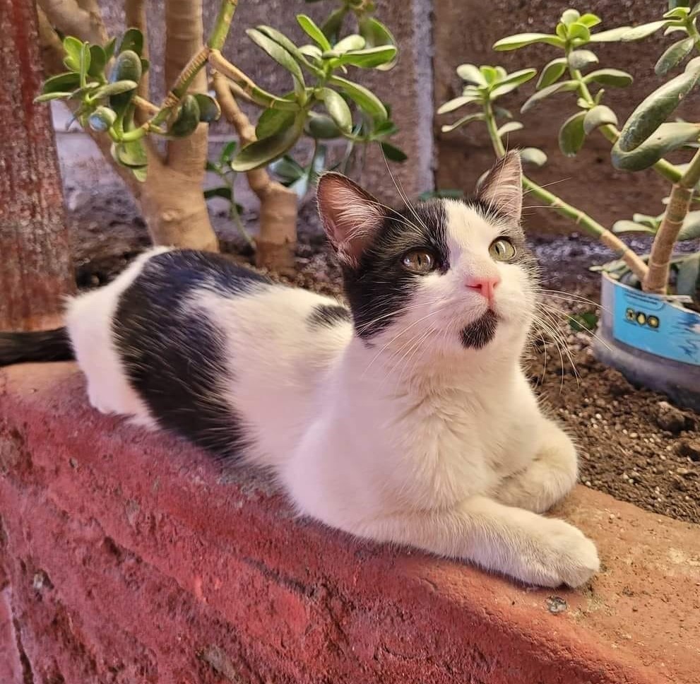 eltuitdemarsh's tweet photo. Bella, de aproximados 6 meses, en adopción. Test retroviral negativo y desparasitada. Es muy tierna y regalona. Requisito escencial de adopción: tenencia indoor. Se traslada a cualquier comuna de la RM. Si deseas darle un hogar, escribe al +56987952012. Favor RT!
#Santiago https://t.co/oJDdSaSPaW