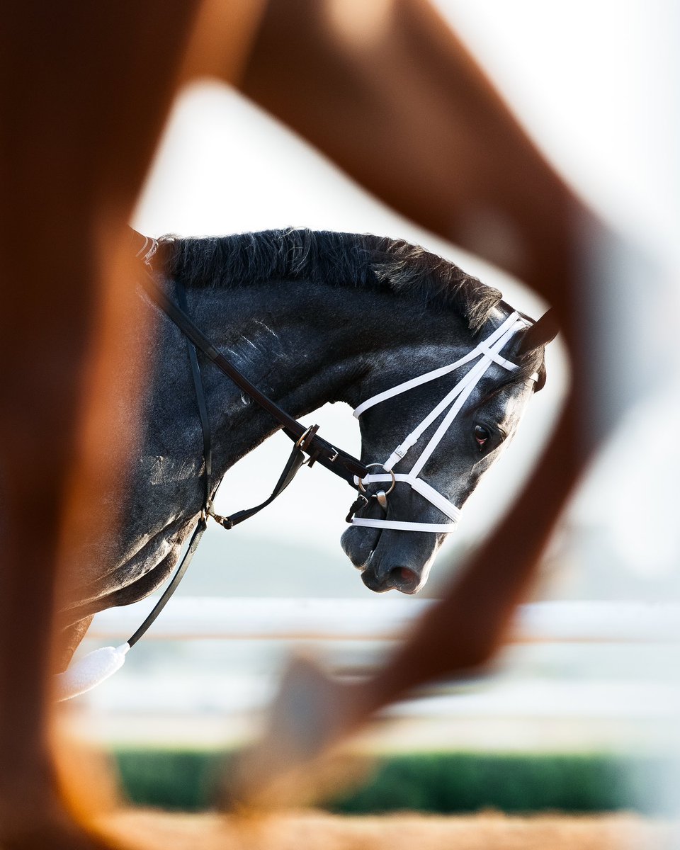 نادي سباقات الخيل (@frusiyaclub) on Twitter photo تم الإعلان عن افضل الصور لهذا العام في المتحف الوطني الأمريكي للسباقات وقاعة المشاهير🇺🇸
ووقع الاختيار ضمن الصور لـمصوّر نادي سباقات الخيل " علي الزنيدي " ليصبح اول مصور سعودي يتم تكريمه دولياً في مجال سباقات الخيل
مزيداً من الابداع والتألق👏
<a href="/alialzenidi/">علي الزنيدي</a>
racingmuseum.org/exhibits/photo… تم الإعلان عن افضل الصور لهذا العام في المتحف الوطني الأمريكي للسباقات وقاعة المشاهير🇺🇸
ووقع الاختيار ضمن الصور لـمصوّر نادي سباقات الخيل " علي الزنيدي " ليصبح اول مصور سعودي يتم تكريمه دولياً في مجال سباقات الخيل
مزيداً من الابداع والتألق👏
<a href="/alialzenidi/">علي الزنيدي</a>
racingmuseum.org/exhibits/photo…
