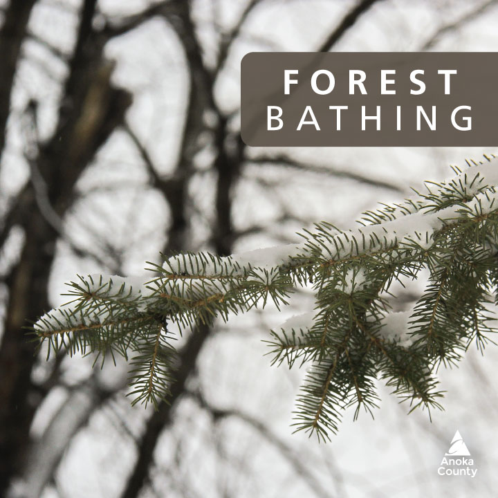 Immerse yourself in nature and enjoy a relaxed state of mind thorough Shinrin-yoku, better known as forest bathing. 🌲🛁

Saturday, Dec. 14 🔹 4 - 6 pm
Wargo Nature Center
Ages 12+ $35/person +tax
Sign Up ➡️ bit.ly/3ZhEJHk