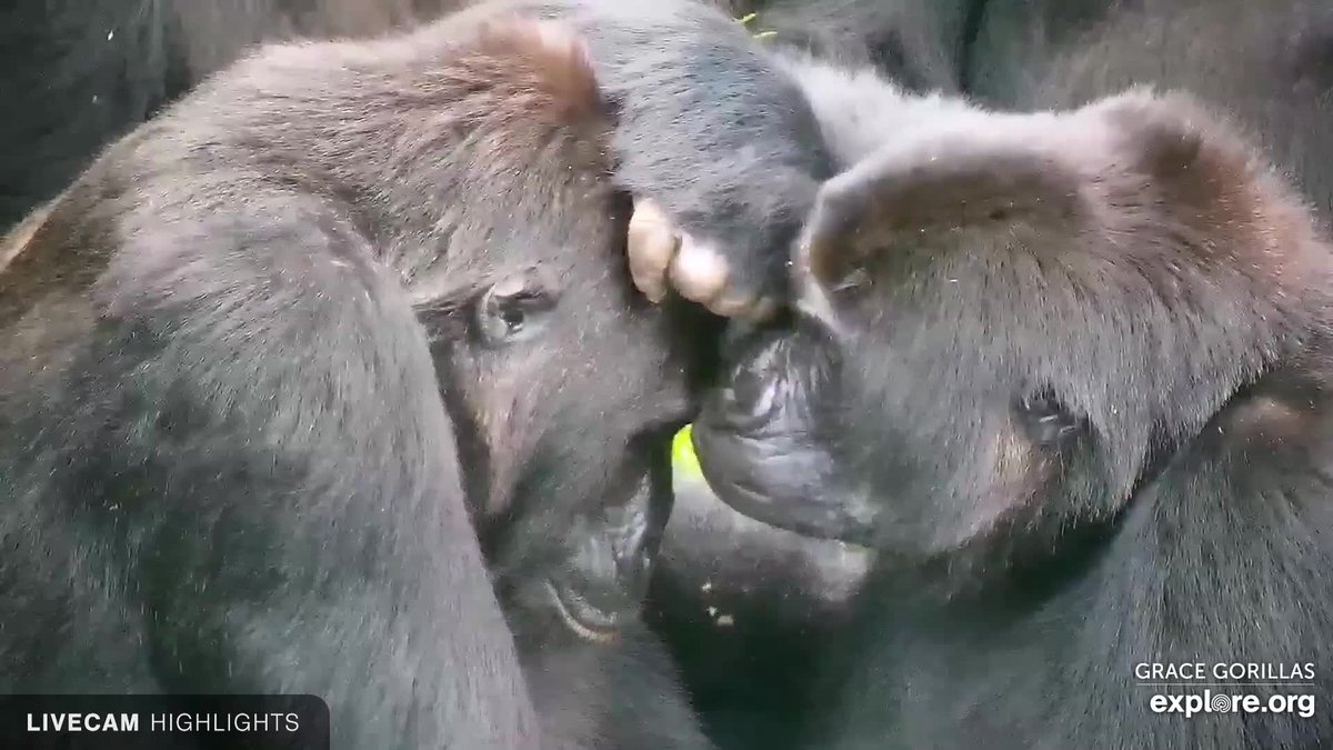 GRACE Gorillas tweet media