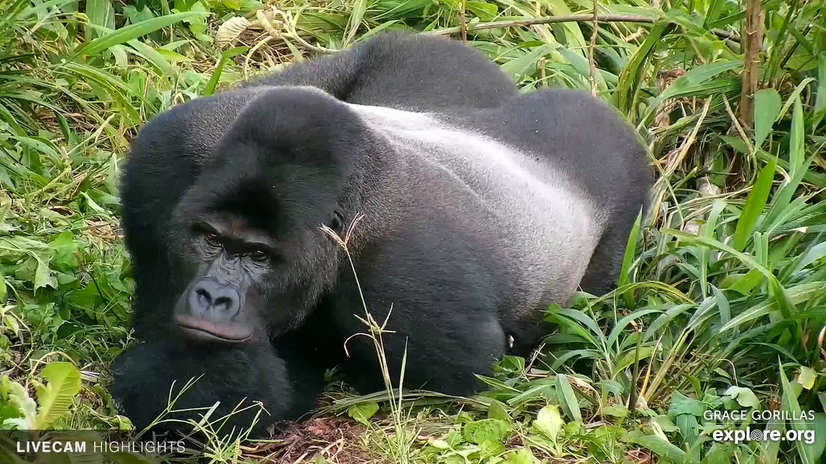 🌿📷 We've received an amazing collection of screenshots this month captured by viewers on our webcams hosted by @Explore.org! Enjoy these stunning shots and head over to Explore.org to catch the action live for yourself. 🐾✨ #Webcams #Gorillas #ExploreLiveCams