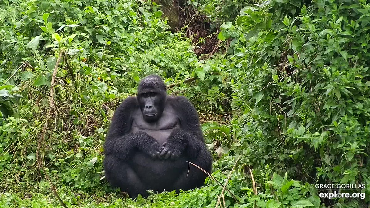 GRACE Gorillas tweet media