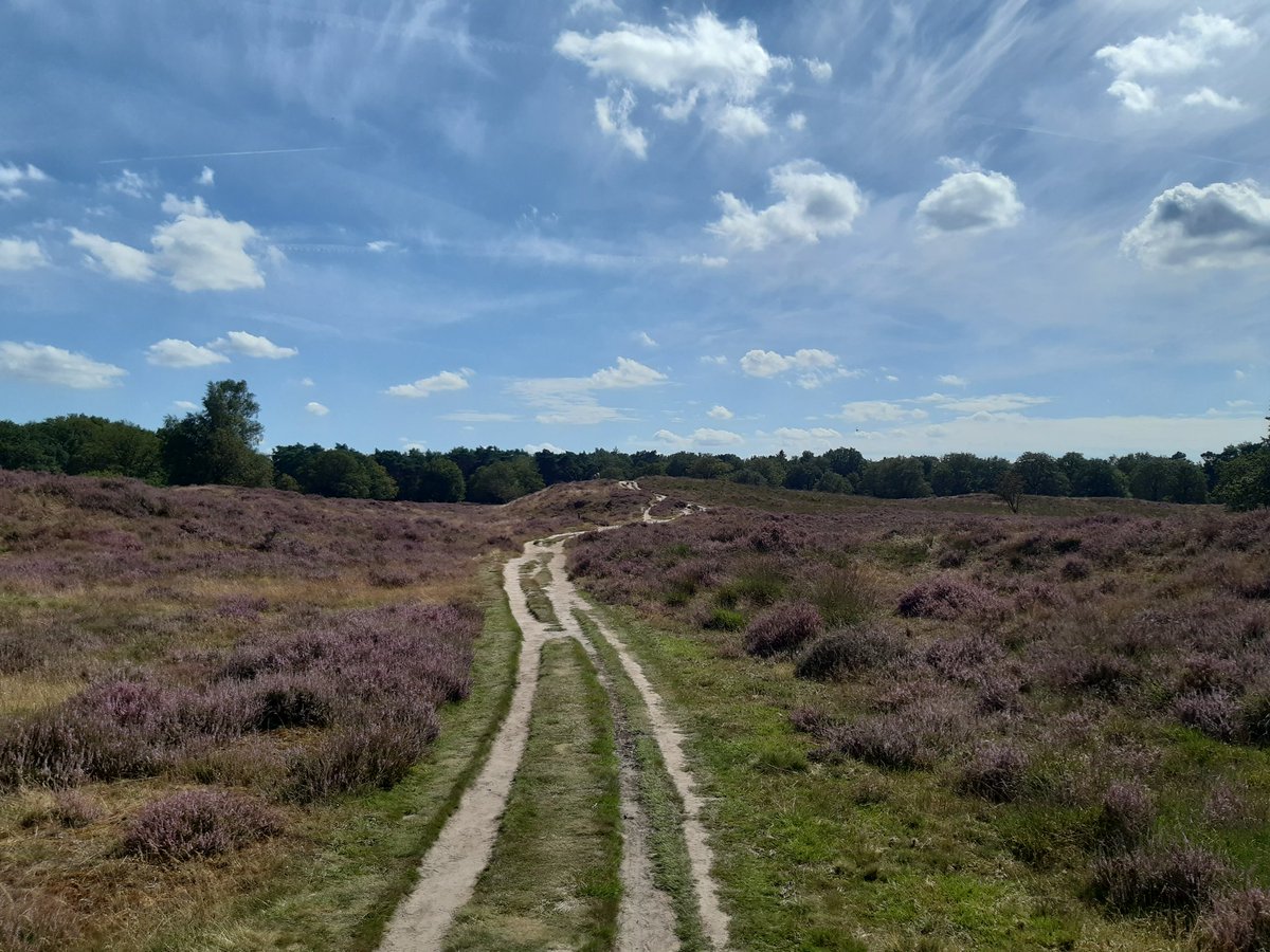 Zenbur04's tweet image. De Middeleeuwse karrensporen van de Gasterse Duinen #Spoor #November_kiek