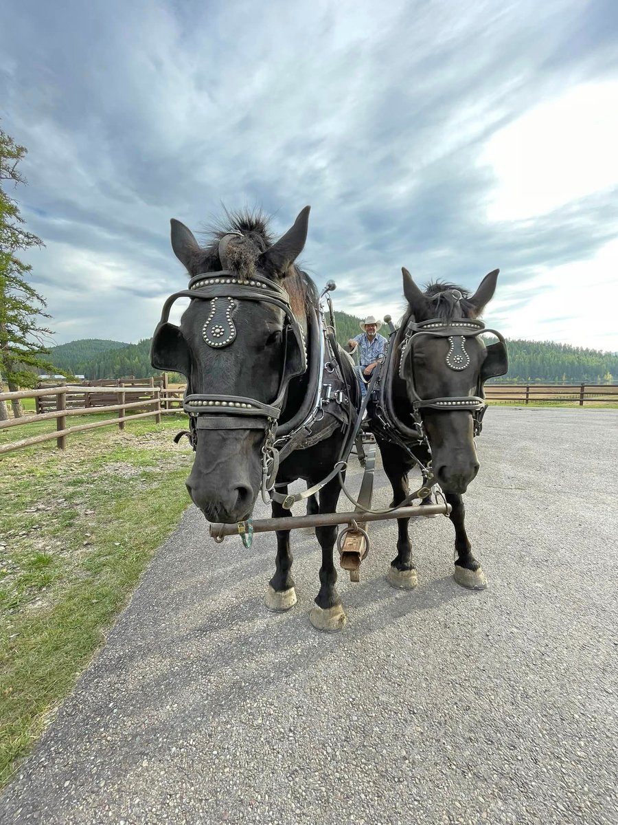 🐴 Wagon Ride Season is Oct 28 – Dec 15, 2024, at Bar W Guest Ranch 🐴 
 
Book Online Now - thebarw.com/public-rides/w… 
 
#barwguestranch #thebarwguestranch #whitefishmt #wagonride #fallinmontana #montana