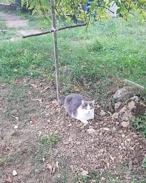 Voilà c'est l'histoire de Néo le chat. Il avait 20 ans puis il est mort. Et ses propriétaires l'ont enterré dans leur jardin... Et puis y'a son pote le chat des voisins qui venait le voir tous les jours. Ils jouaient ensemble. Ils étaient supers copains ces deux là... Alors