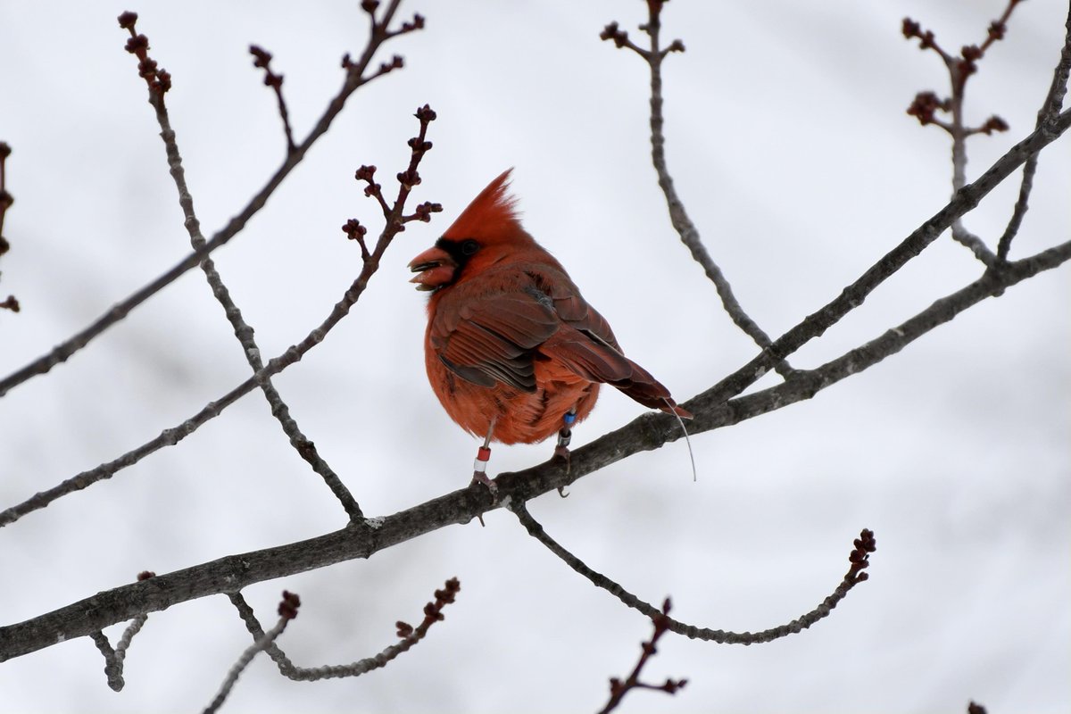 Lotek (@lotekwireless) on Twitter photo 🐦These festive Northern Cardinals are adorned with Lotek #NanoTags! Researchers <a href="/mcgillu/">McGill University</a> are tracking their winter journeys through Montreal’s urban green spaces to understand how they interact with the city. This valuable data will help improve urban nature management for both 🐦These festive Northern Cardinals are adorned with Lotek #NanoTags! Researchers <a href="/mcgillu/">McGill University</a> are tracking their winter journeys through Montreal’s urban green spaces to understand how they interact with the city. This valuable data will help improve urban nature management for both