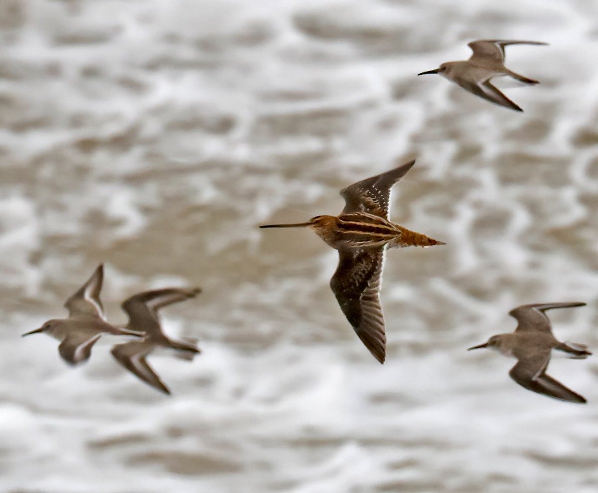 Today’s Arctic winds brought a huge cold-weather movement of waders and ducks west along the North Norfolk coast as well as a further sprinkling of Little Auks. Among the many waders, several Common Snipe, travelling within the Dunlin flocks, caught my attention.