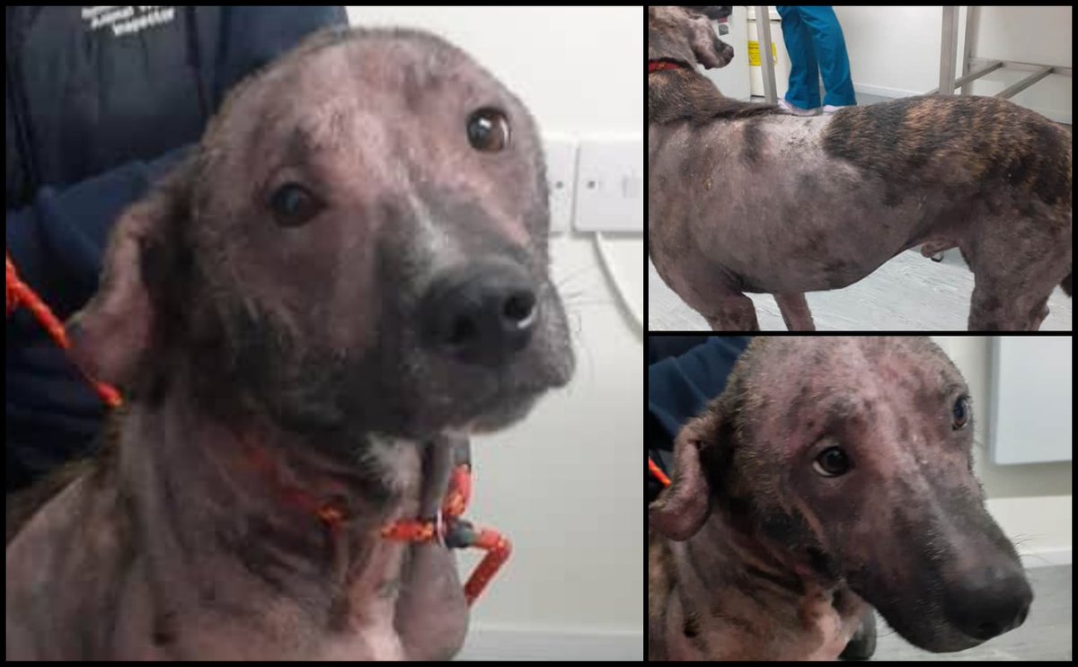 Animal Adoptions UK 🐕‍🦺🐈🐎❤️ tweet media