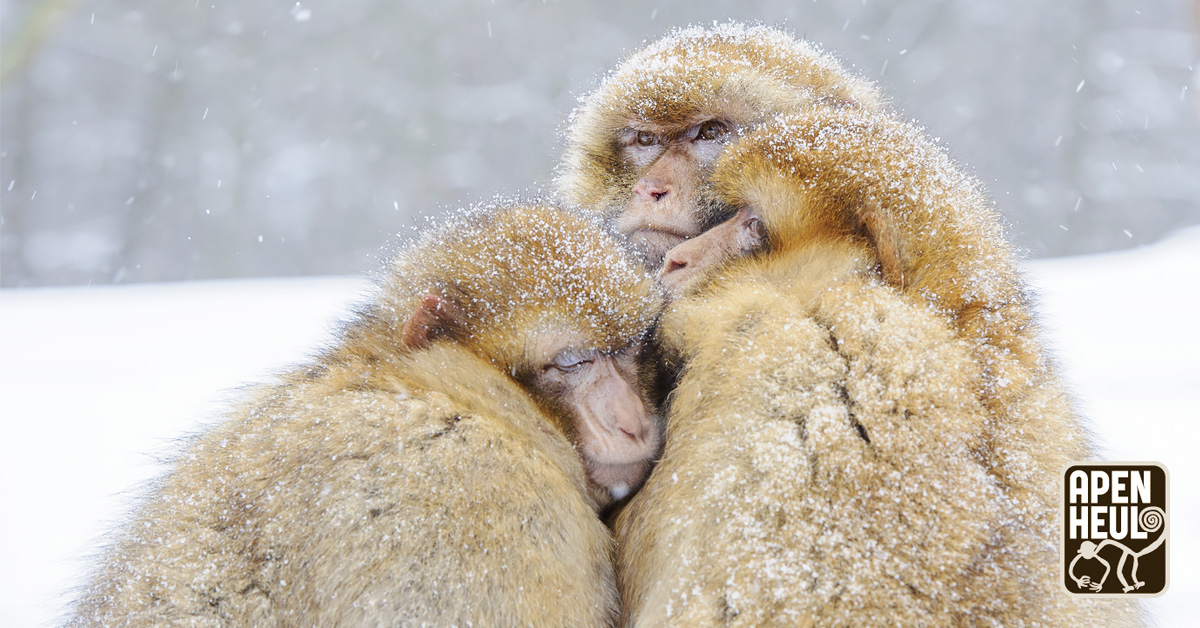 Berberapen in de sneeuw is niet zo vreemd als je misschien denkt! Deze apen komen in het wild voor in de naaldbossen van het Atlas- en Rifgebergte. In de winter kan het daar behoorlijk koud worden ❄️ In Apenheul zitten deze apen ook altijd buiten.

#sneeuw #berberaap #apenheul