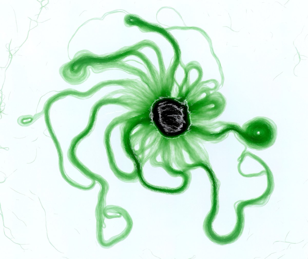 Kirsty Wan 🔬 (@micromotility) on Twitter photo Spread the word! Lots of exciting PhD studentships open under the SWBio scheme swbio.ac.uk
Including this one in our group with <a href="/hannahscope/">Hannah Laeverenz-Schlogelhofer</a> + industry partner on programming cyanobacteria motility findaphd.com/phds/project...
Apply by 11 Dec 2024 (email for details) Spread the word! Lots of exciting PhD studentships open under the SWBio scheme swbio.ac.uk
Including this one in our group with <a href="/hannahscope/">Hannah Laeverenz-Schlogelhofer</a> + industry partner on programming cyanobacteria motility findaphd.com/phds/project...
Apply by 11 Dec 2024 (email for details)