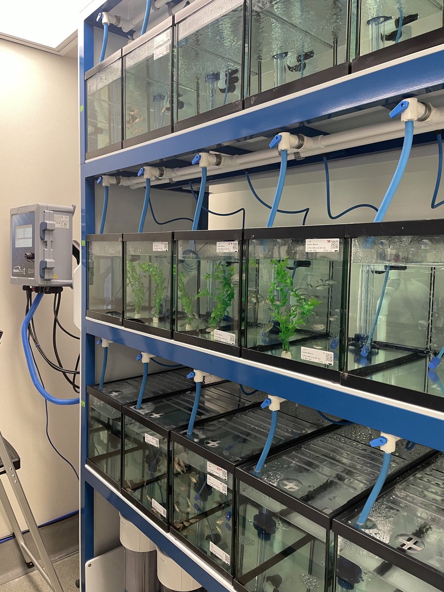 Our cavefish have arrived <a href="/OMRF/">OMRF</a>. Come join us if you are interested in understanding how they remain 'fat but healthy'. We have an opening for a staff scientist /postdoc.