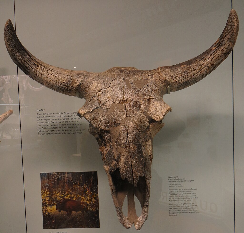 JCSvenning's tweet image. On the deep history of #bison in #Spain🦬 - which is much deeper than in North America: A review on Bison schoetensacki and its closest relatives through the early-Middle Pleistocene transition: Insights from ..NE Iberian Peninsula... sciencedirect.com/science/articl…🦬
