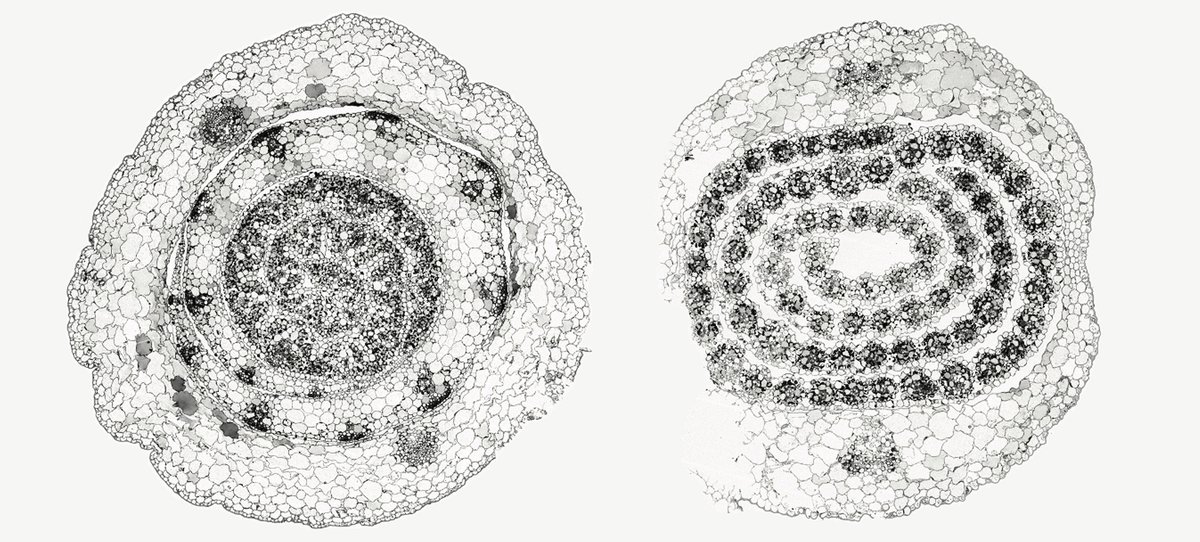 Joe Ecker <a href="/JoeEcker/">Joe Ecker</a>, Joseph Swift <a href="/_joseph_swift/">Joseph Swift</a>, and team have revealed the genetic details of 30-million-year-old question: How did some plants evolve from less-efficient C3 photosynthesis to C4 photosynthesis? Their findings pave the way for the creation of more robust,