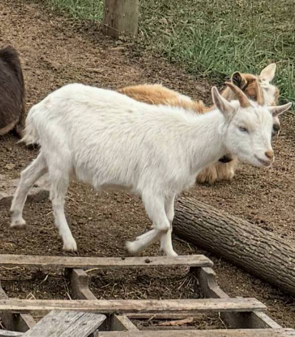 SURPRISE AMA WITH A SPECIAL GUEST .  
 YOU DON’T WANT TO MISS THIS !🐐
 $JEWELS 
 Join our TG: t.me/forjewelsdagoat @ 6pm est