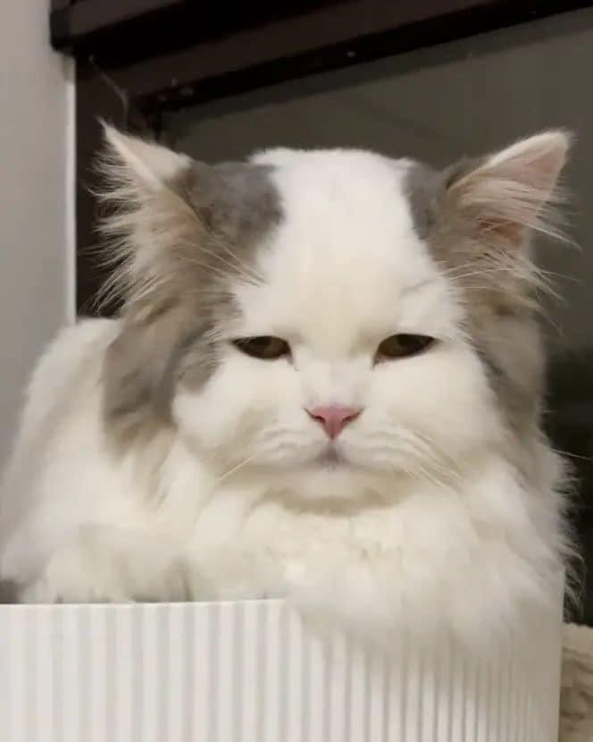 Why you should have a cat tweet media
