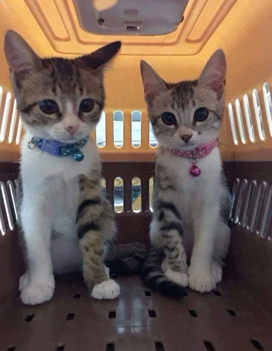 PostsOfCats's tweet photo. their socks 😭 https://t.co/DgHQxZGCDi