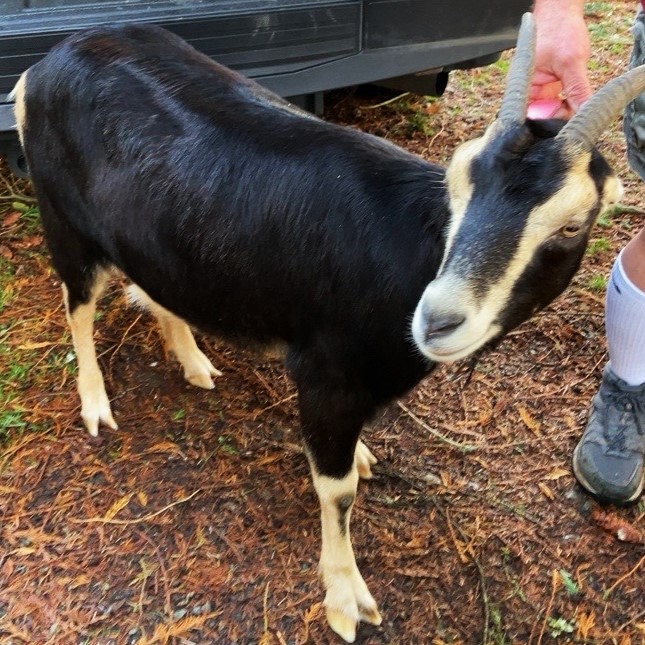 Snohomish County Auditor's Office (@snoco_auditor) on Twitter photo Our Animal Control Officers are asking for the public's help locating the owner of these two female goats. 🐐They were found on 11/20 in the Arlington area near the 1900 block of 156th St NE.
If you recognize them, please call 425-388-3440 or email animalservices@snoco.org. Our Animal Control Officers are asking for the public's help locating the owner of these two female goats. 🐐They were found on 11/20 in the Arlington area near the 1900 block of 156th St NE.
If you recognize them, please call 425-388-3440 or email animalservices@snoco.org.