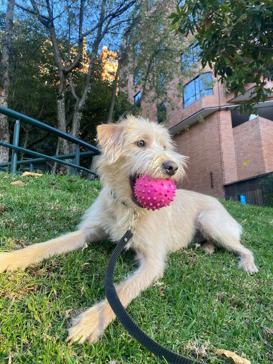 ConejxErrante's tweet photo. Coco 🐶 (11 meses) busca su hogar para toda la vida. Preferiblemente en Bogotá. 📍

Es dulce, juguetón, se la lleva con otros perros y con los humanos. Esterilizado, desparasitado y con vacunas al día. 

Más info al 3006235504

PLEASE RT ✨🔁 https://t.co/ivhrrdhZuM