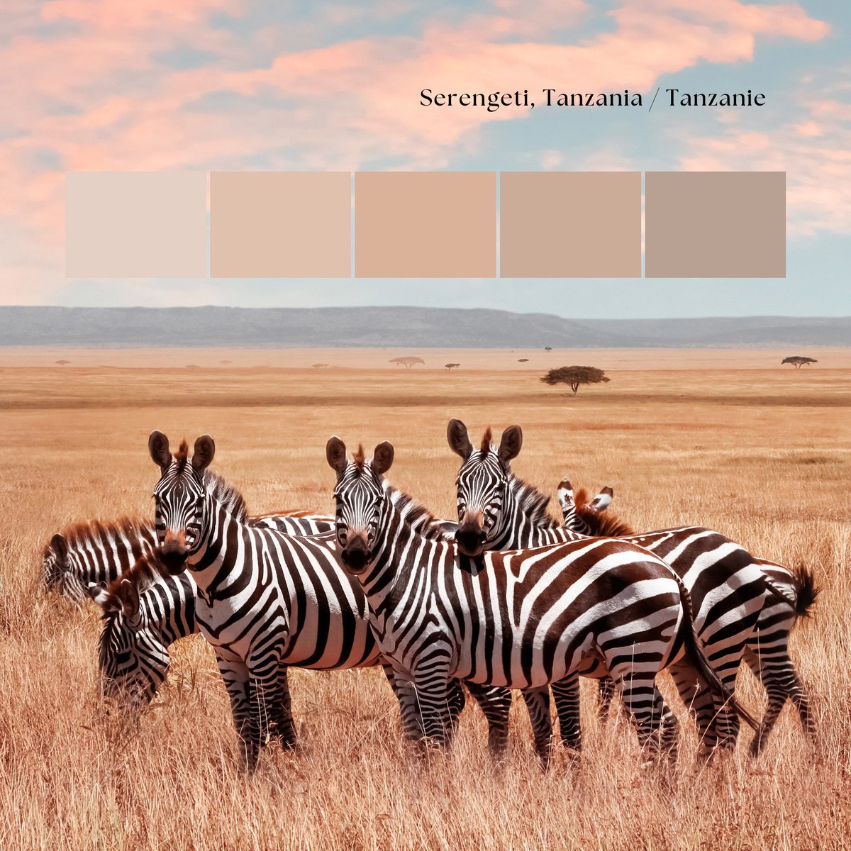 Would you rather witness a stunning sunrise over the plains or a breathtaking sunset with wildlife? 🌅🦁 Customize your #Serengeti #Tanzania #safari inspired world map now 📌 buff.ly/4fdvFbM #worldmap #customgift