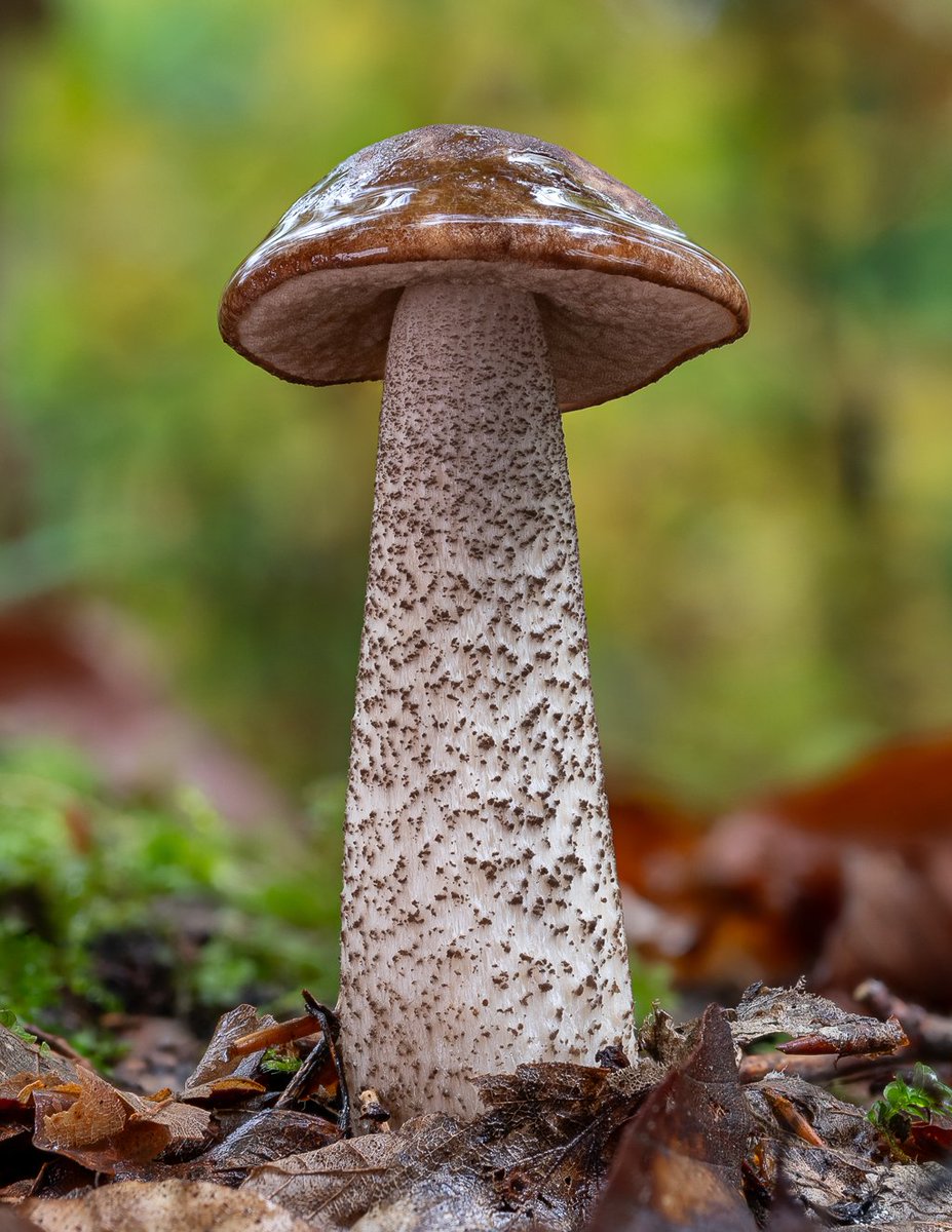 Another common species which is not too easy to take pictures of. Usually because of the environment they tend to grow in, or the condition in which I tend to find them 🙂
🌍 Leccinum scabrum
🇬🇧 Birch bolete
🇩🇪 Birkenpilz
🇨🇿 Kozák březový
🇸🇰 Kozák brezový
🇵🇱 Koźlarz babka
#fungi