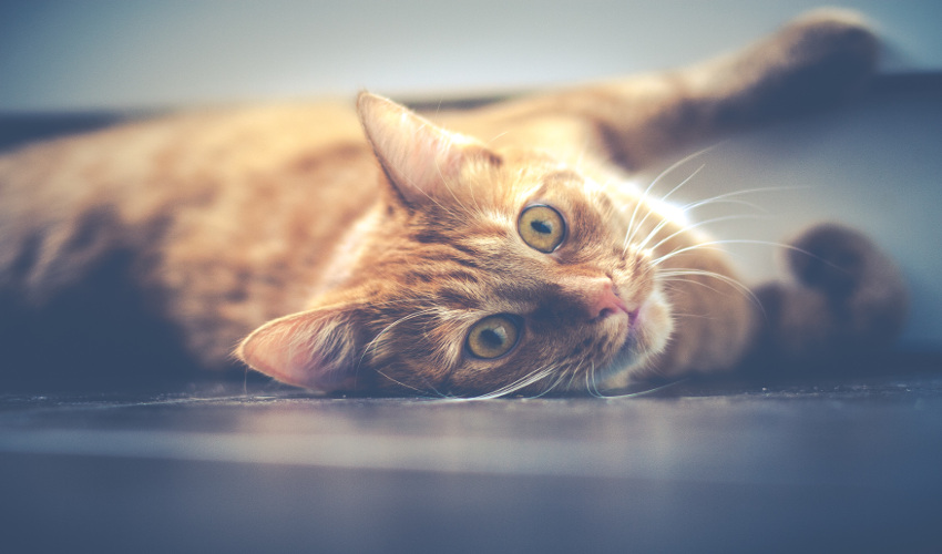 Every cat owner has offered their cat a sniff or taste of catnip and giggled at the ensuing nuttiness of their furry friend, but what exactly is catnip and why do cats go head over paws for it? Read this blog and find out! snip.ly/l2l72e
#PetStore #Cats #Pets