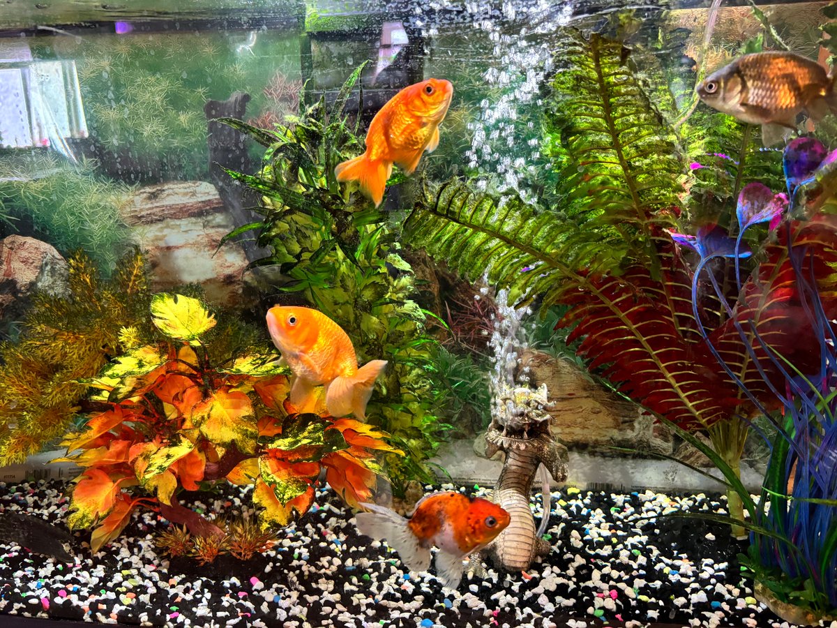 Hellbeastly's tweet photo. Happy #wetWednesday from the fishies !!!! #fishoftwitter https://t.co/m7EwUPBSWa