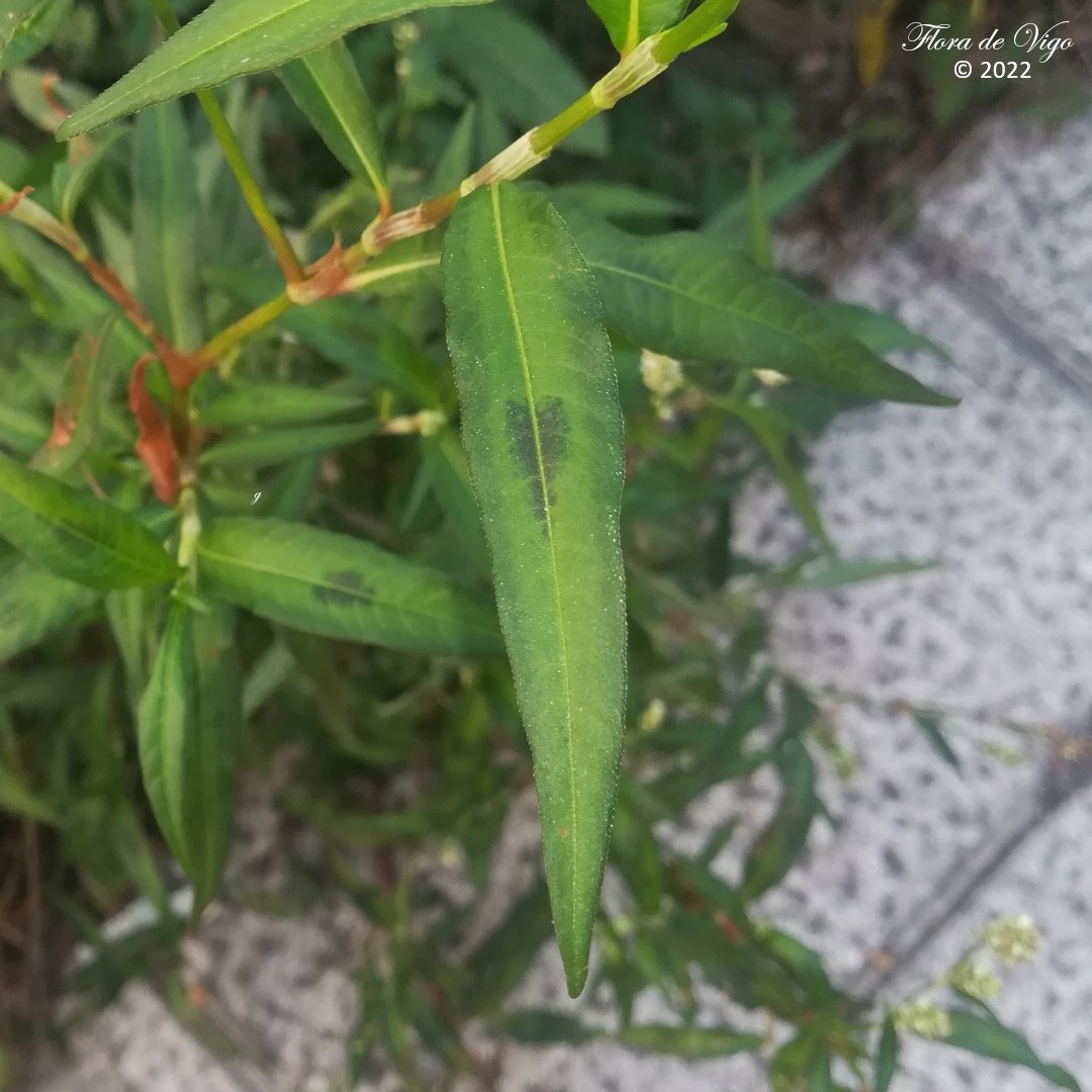 flora_vigo's tweet photo. Pexegueira manchada (Persicaria maculosa Gray).
#Polygonaceae
#Vigo #Galicia https://t.co/75W9Uh7bs1