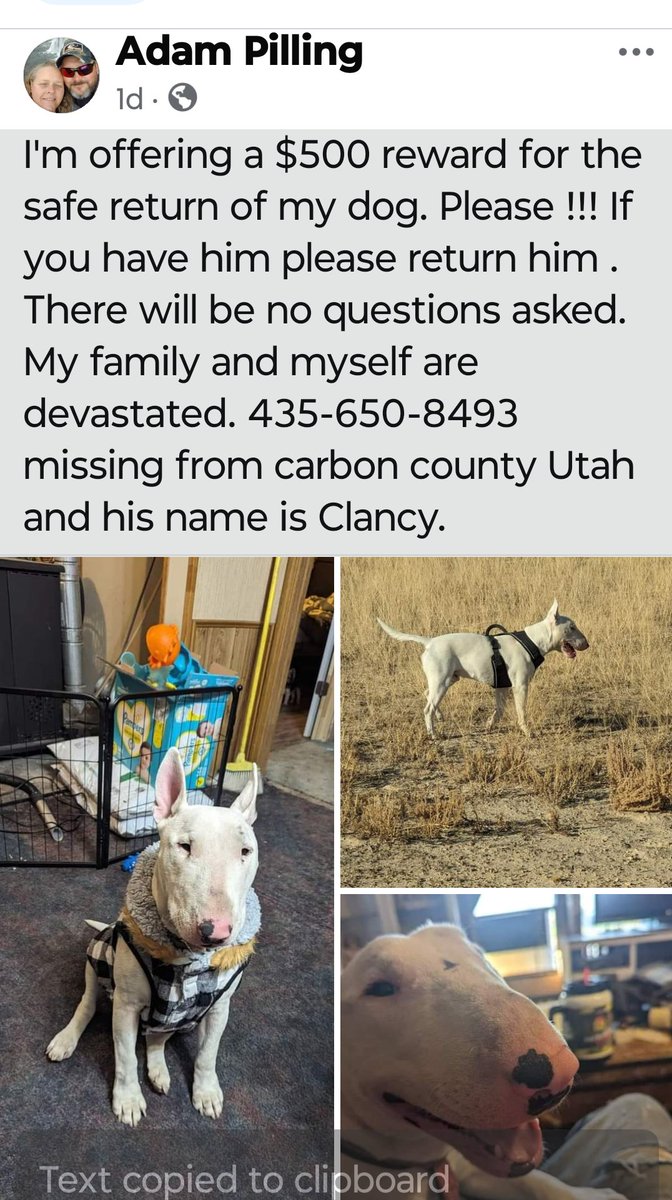 BOLO #Dogs #BullTerrier
This dog was stolen in Utah.  If you see this dog, please contact his owners, they are devastated 💔
