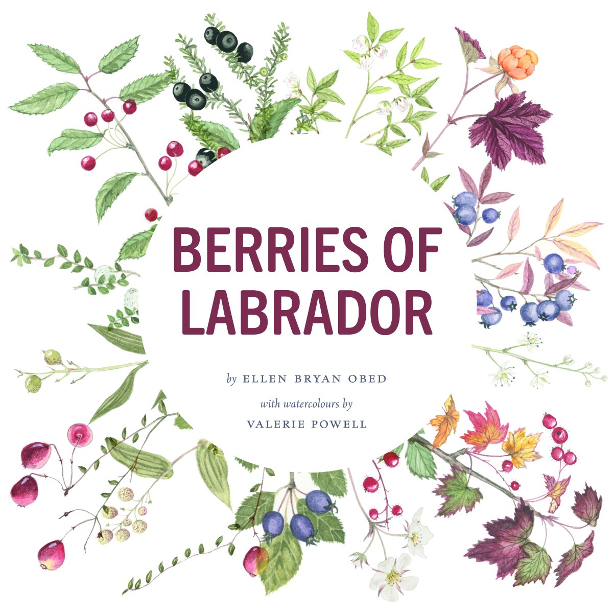 “I remember as a kid going to bogs in the middle of summer with my mother...”

Andrea McGuire at CBC's Labrador Morning spoke with Natan Obed about his mother, Ellen Bryan Obed, and her new book ‘Berries of Labrador.’ Listen to the full interview @
cbc.ca/listen/live-ra…