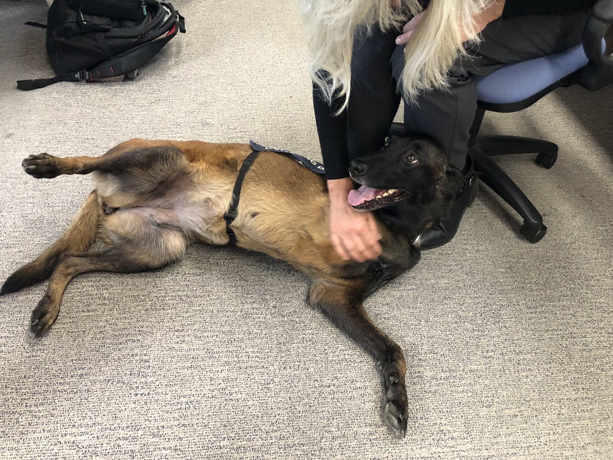 Chappers2013's tweet photo. Great morning #spreadingsmiles with @PBaloo and #RPDRex at #GreatDunmow Police Station 💙

@OscarKiloNine 
@OscarKiloUK 
#wellbeingdog https://t.co/ovlXW2skbB