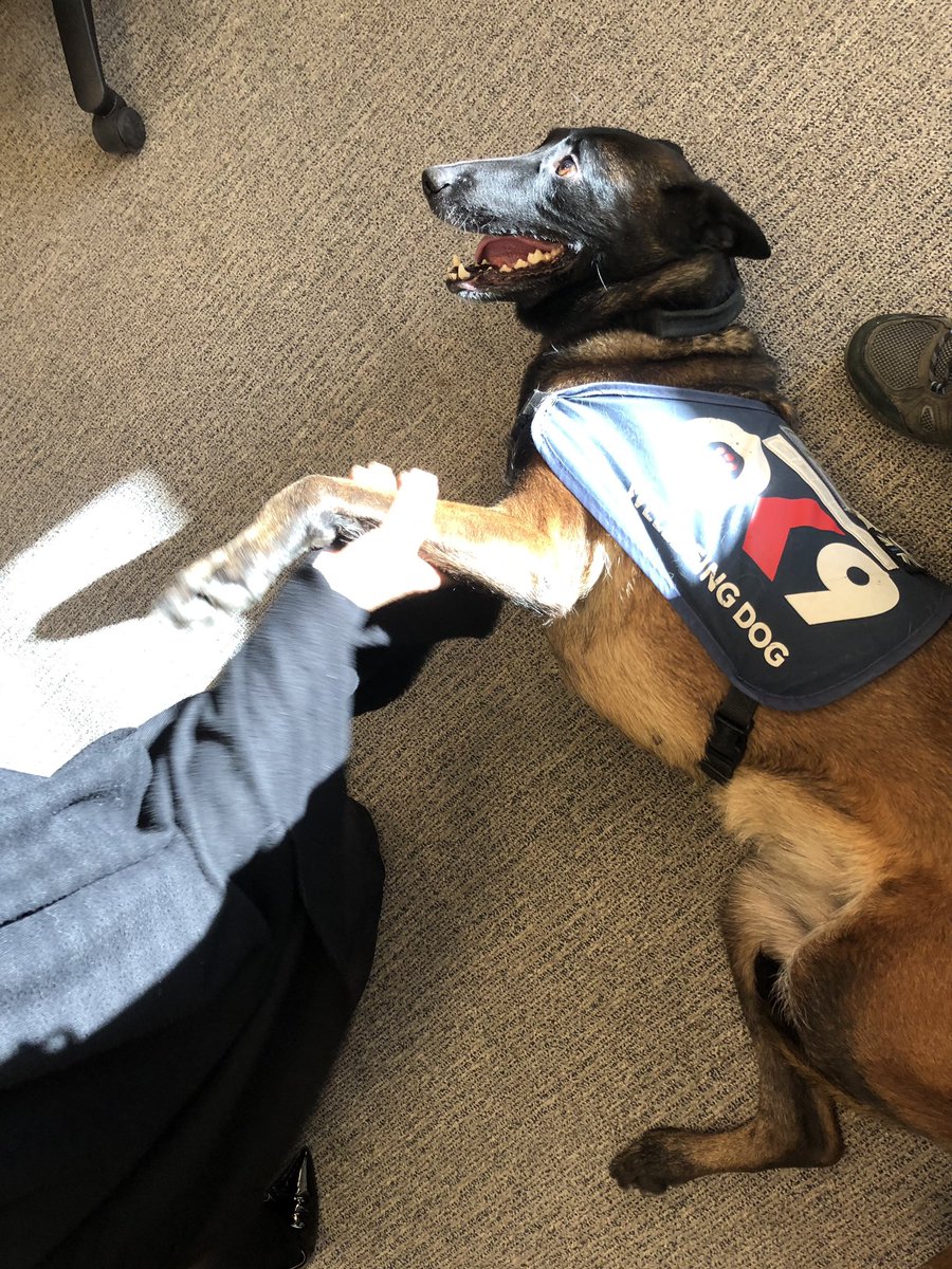 Chappers2013's tweet photo. Great morning #spreadingsmiles with @PBaloo and #RPDRex at #GreatDunmow Police Station 💙

@OscarKiloNine 
@OscarKiloUK 
#wellbeingdog https://t.co/ovlXW2skbB