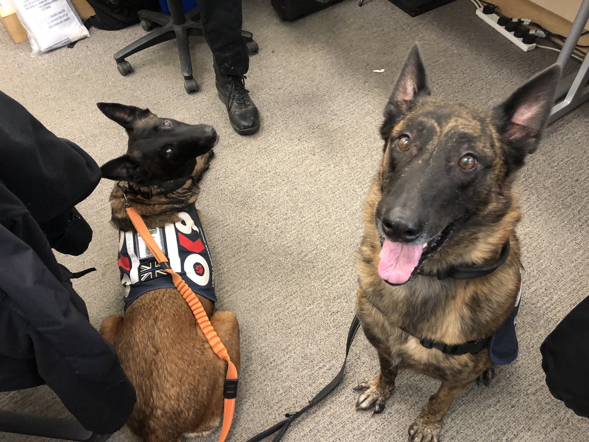 Chappers2013's tweet photo. Great morning #spreadingsmiles with @PBaloo and #RPDRex at #GreatDunmow Police Station 💙

@OscarKiloNine 
@OscarKiloUK 
#wellbeingdog https://t.co/ovlXW2skbB