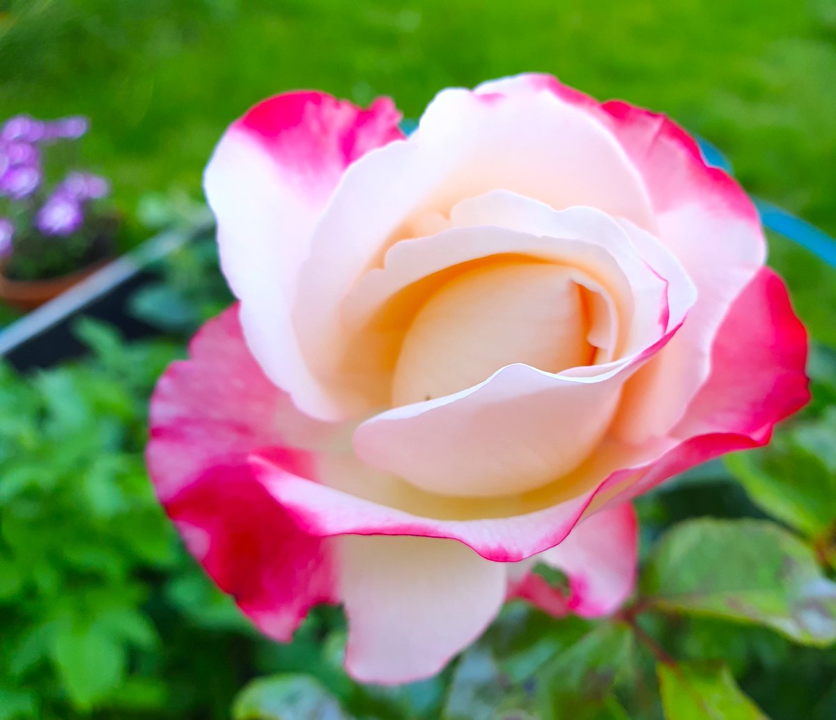 Jacquelyn Allen-Collinson 🏞️🌼🇪🇺🎸 tweet media